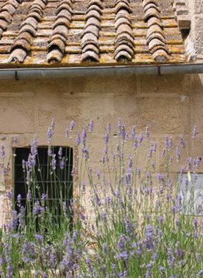 Un cespuglio di lavanda all'ingresso del  casale